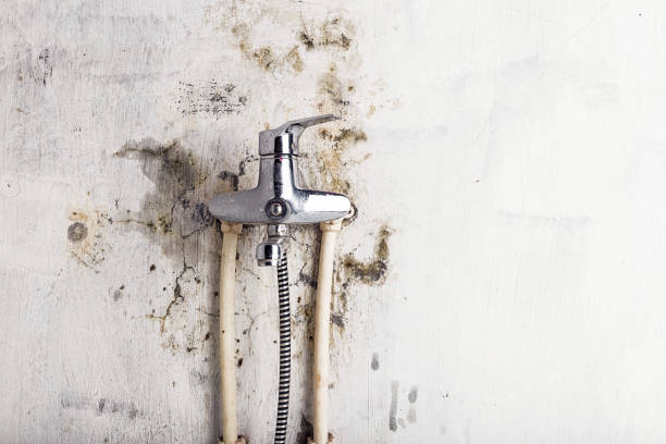 Best Office Mold Removal Services  in Dalzell, SC
