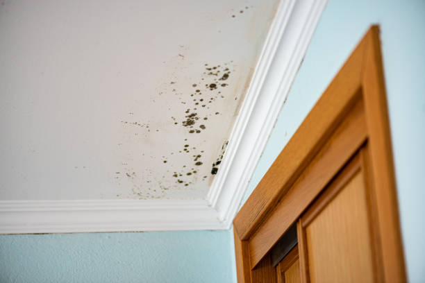 Best Professional Mold Removal  in Dalzell, SC