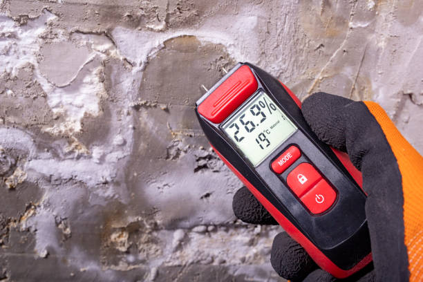 Best Black Mold Removal  in Dalzell, SC