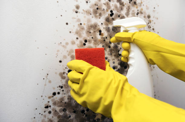 Best Mold Cleaning Services  in Dalzell, SC