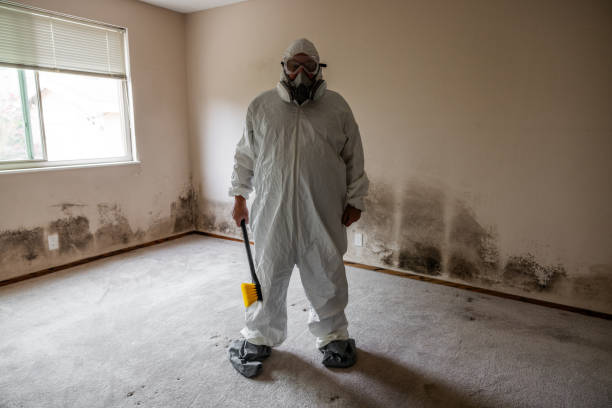 Professional Mold Removal in Dalzell, SC