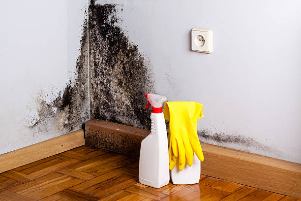 Best Professional Mold Removal  in Dalzell, SC