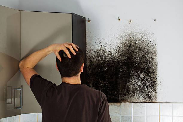 Best Same-Day Mold Removal  in Dalzell, SC