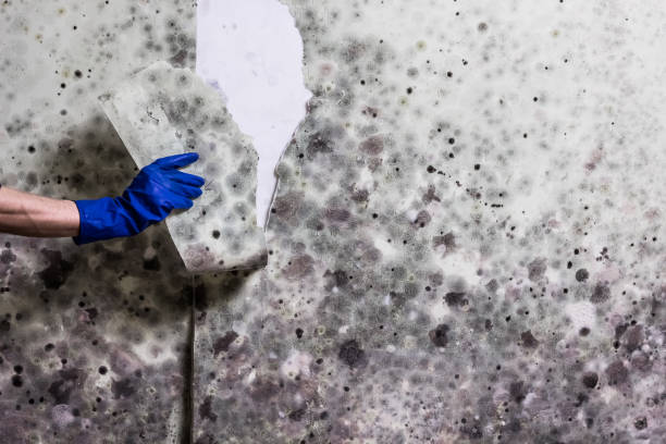 Best Toxic Mold Removal  in Dalzell, SC